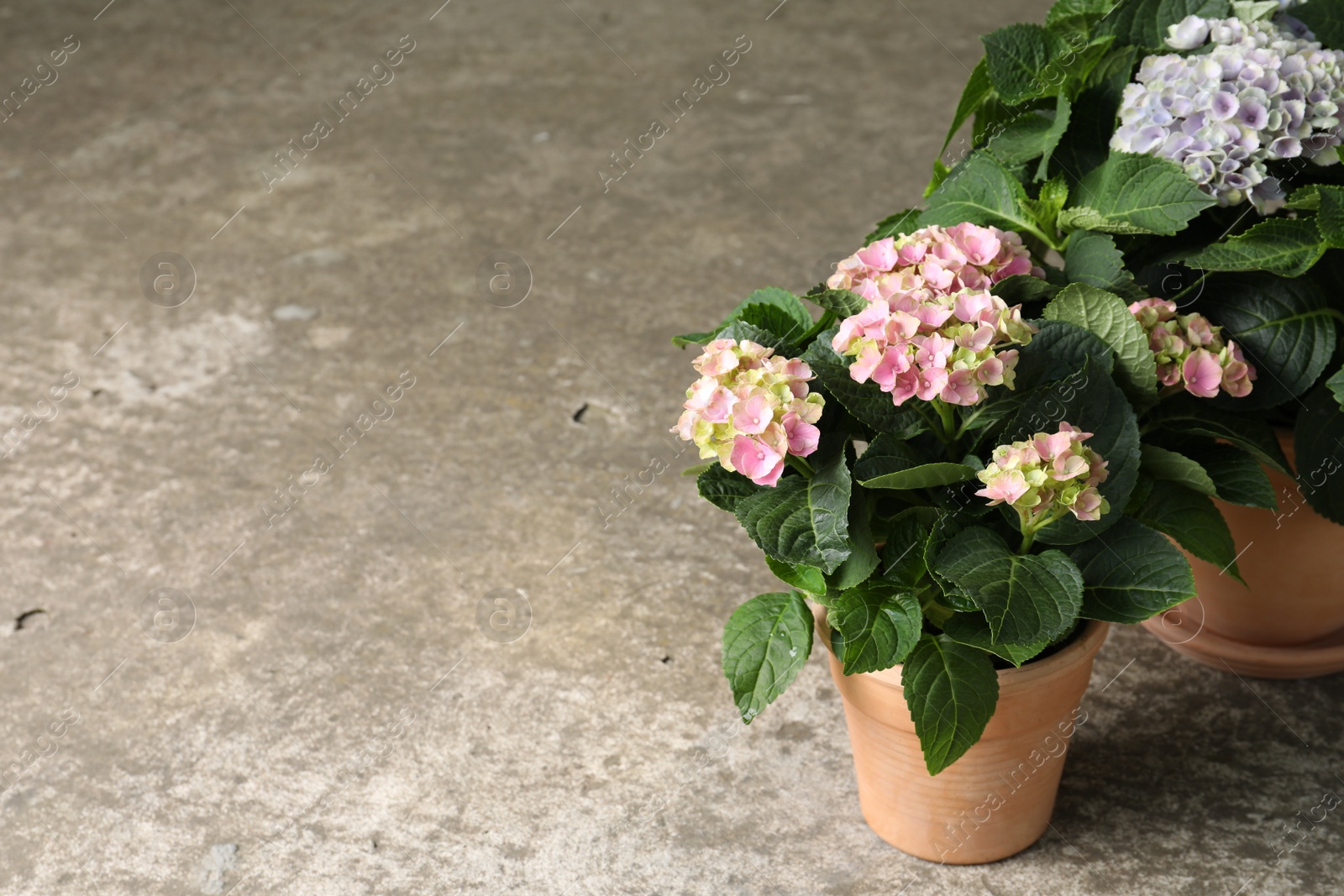 Photo of Beautiful blooming hortensia plants in pots on grey stone background. Space for text