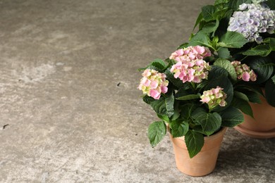 Beautiful blooming hortensia plants in pots on grey stone background. Space for text