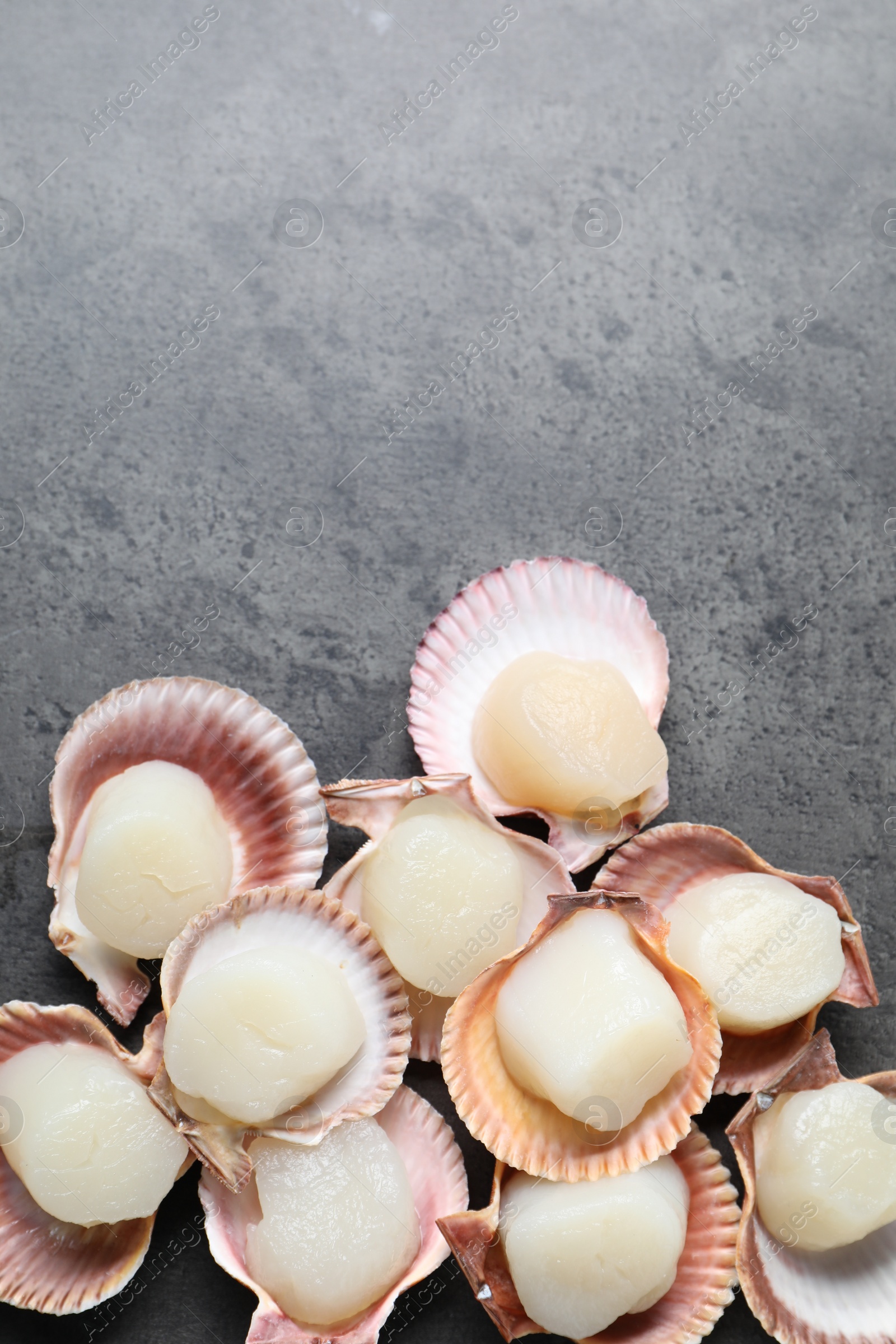 Photo of Many fresh raw scallops in shells on grey table, flat lay. Space for text