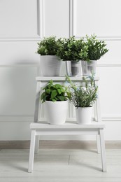 Different artificial potted herbs on stand near white wall