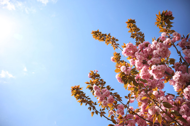 Photo of Closeup view of blossoming pink sakura tree outdoors