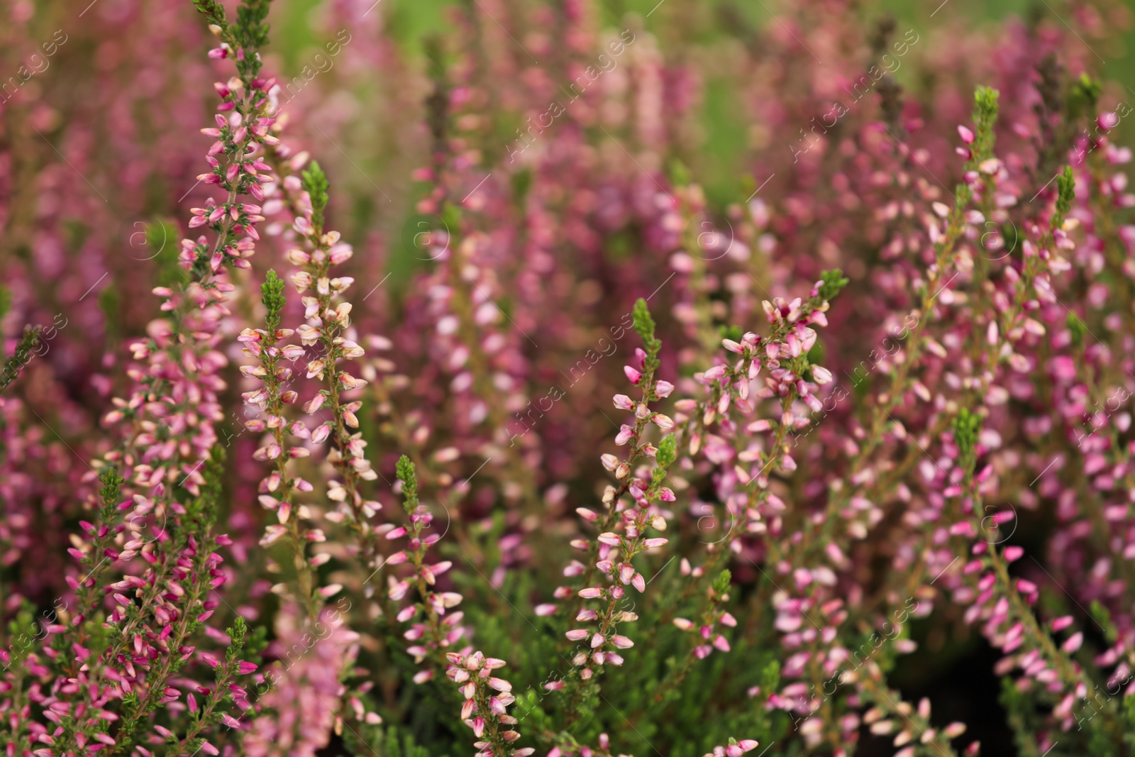 Photo of Heather shrubs with beautiful flowers outdoors, closeup