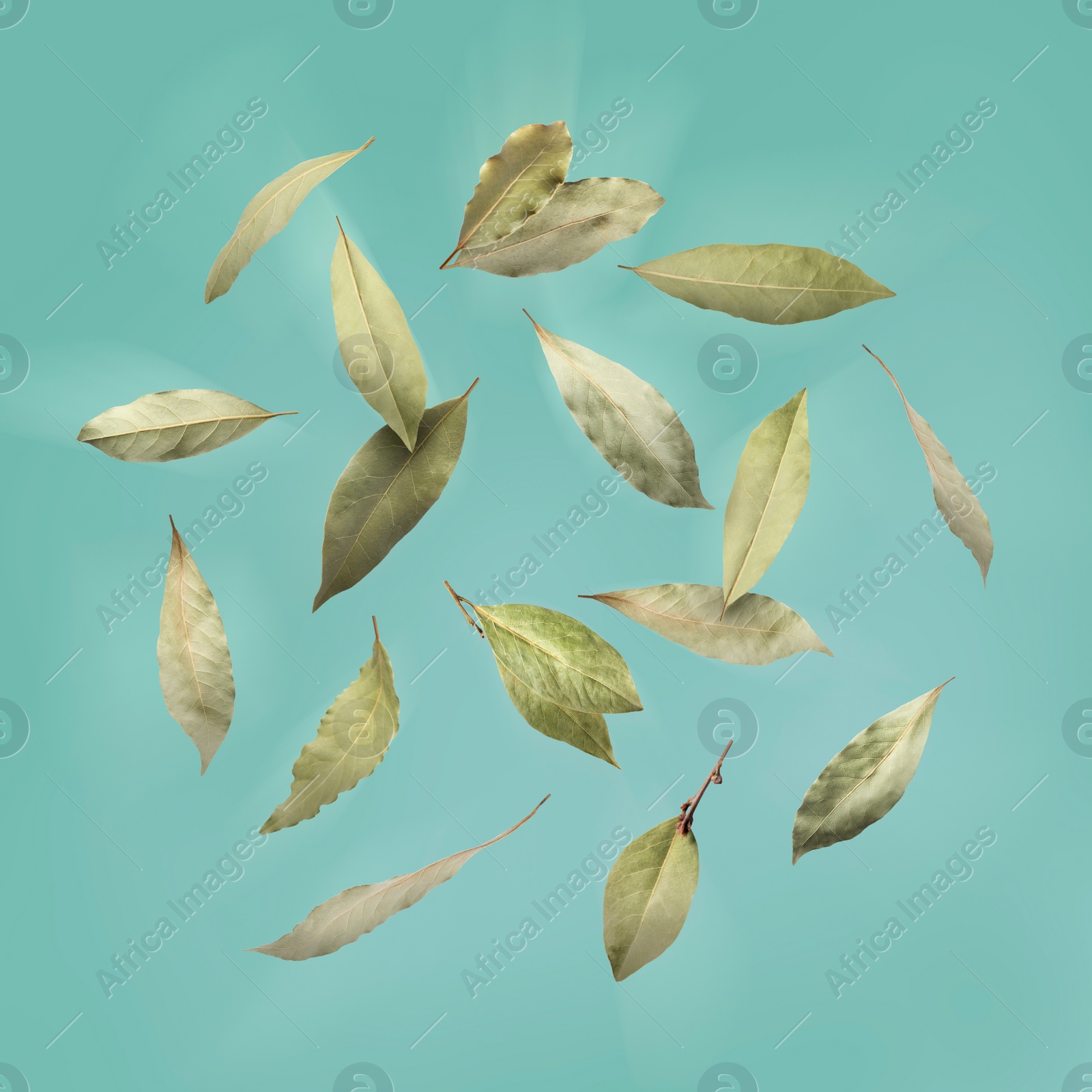 Image of Dry bay leaves falling on aquamarine color background