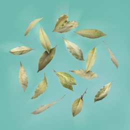 Image of Dry bay leaves falling on aquamarine color background