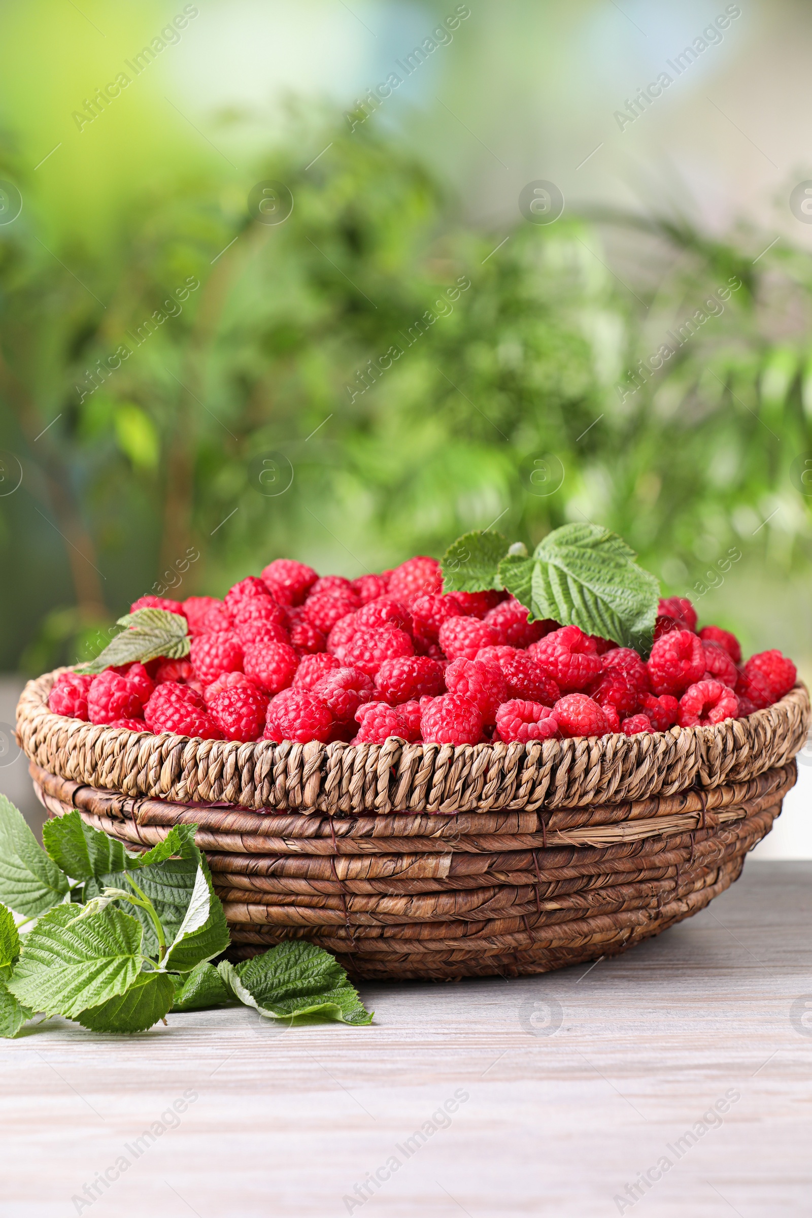 Photo of Wicker basket with tasty ripe raspberries and leaves on white wooden table against blurred green background, space for text