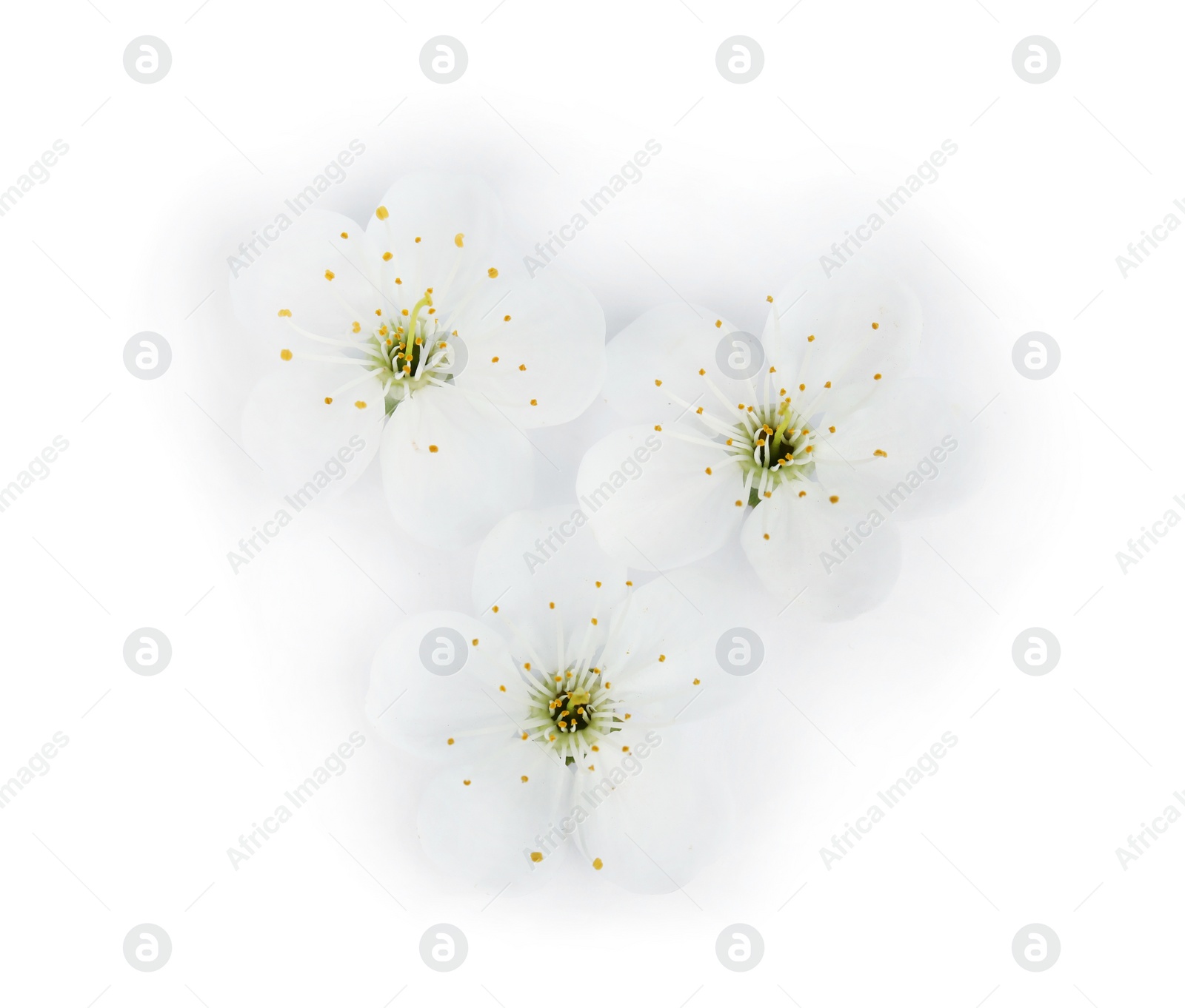 Photo of Beautiful flowers of blooming spring tree on white background