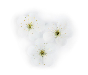 Beautiful flowers of blooming spring tree on white background