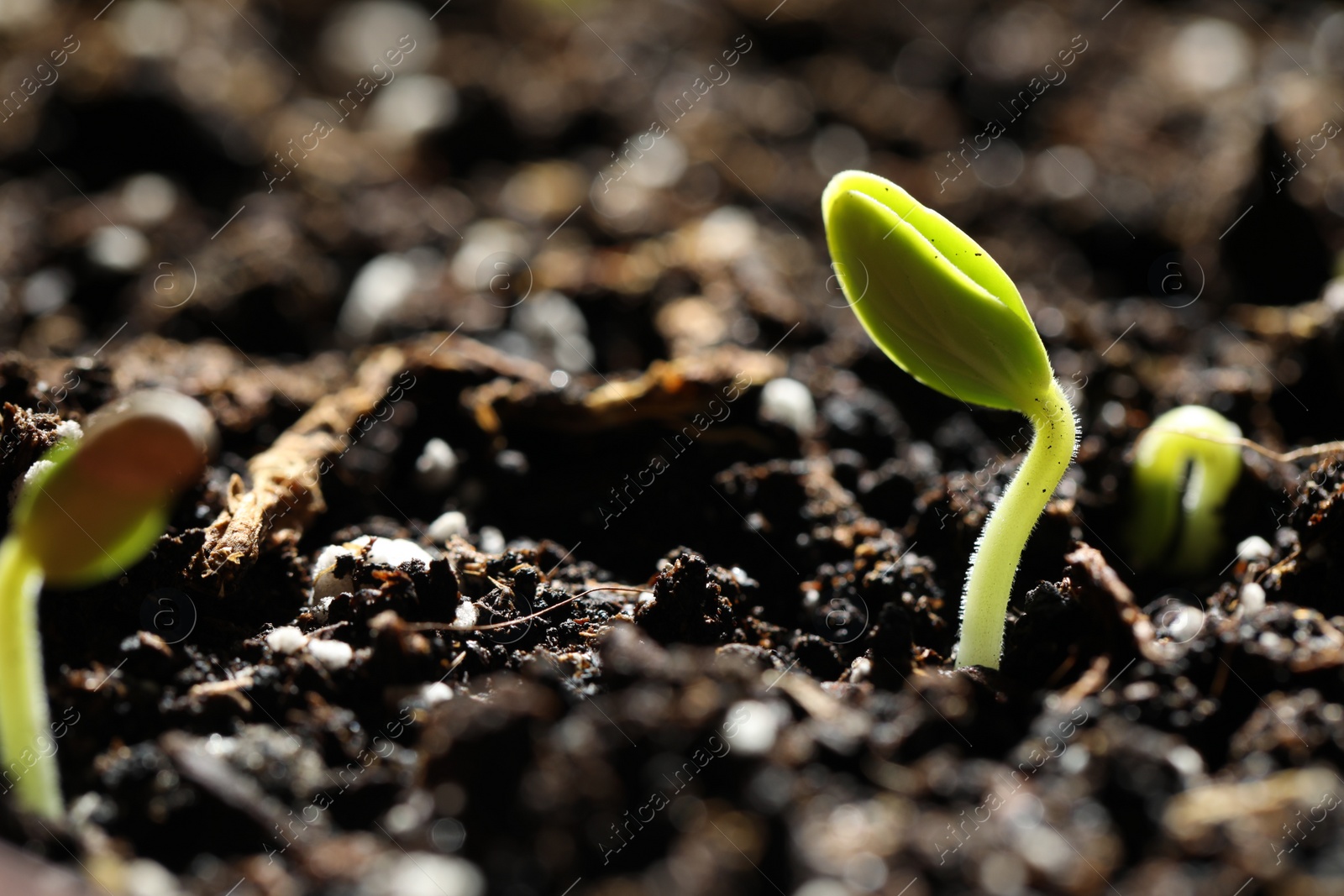 Photo of Little green seedling growing in soil, closeup