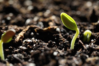 Little green seedling growing in soil, closeup