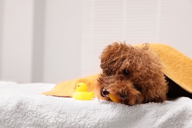 Photo of Cute Maltipoo dog wrapped in towel gnawing rubber duck indoors, space for text. Lovely pet