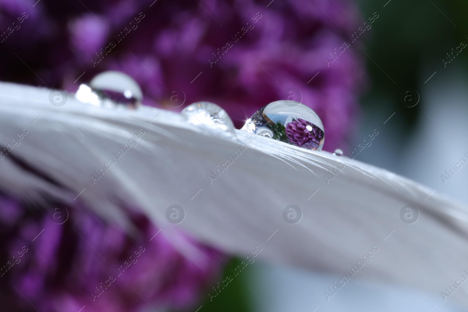 Photo of Macro photo of beautiful flower reflected in water drop on white feather against blurred background