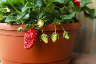 Photo of Beautiful strawberry plant with ripe and unripe fruits in pot, closeup
