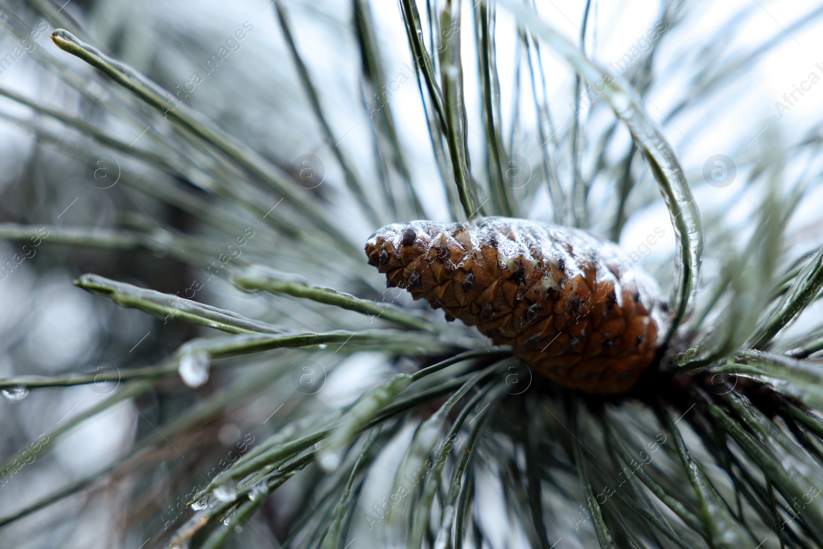 Photo of Pine branch with cone in ice glaze outdoors on winter day, closeup