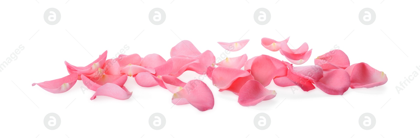 Photo of Beautiful pink rose flower petals on white background