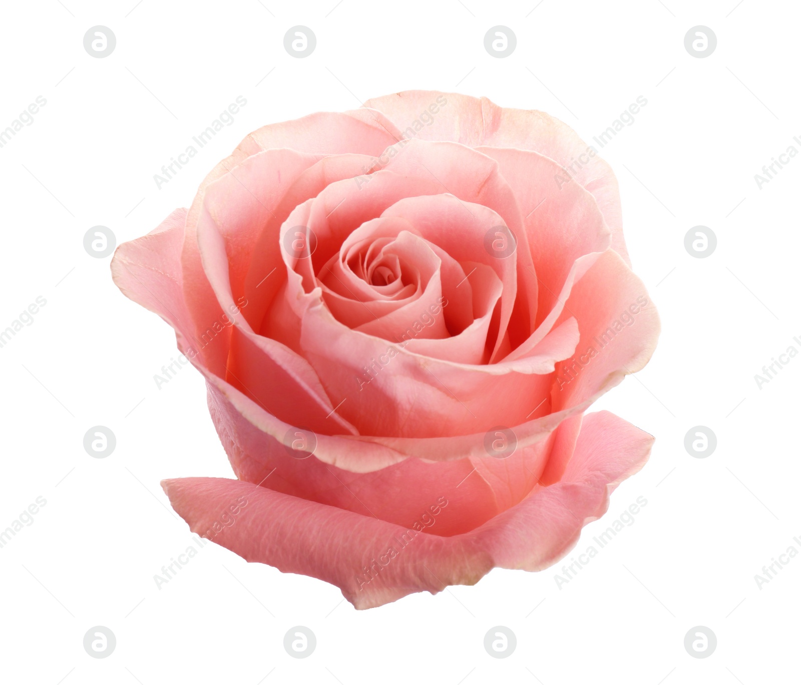 Photo of Beautiful pink rose on white background. Perfect gift