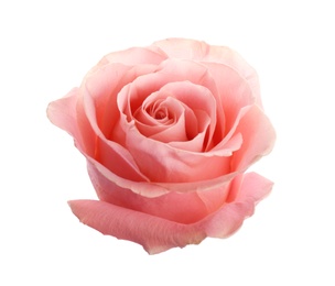 Photo of Beautiful pink rose on white background. Perfect gift