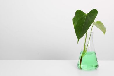 Photo of Flask with liquid and plant on white background. Chemistry concept