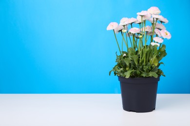 Photo of Beautiful potted daisy flower on white table against light blue background. Space for text
