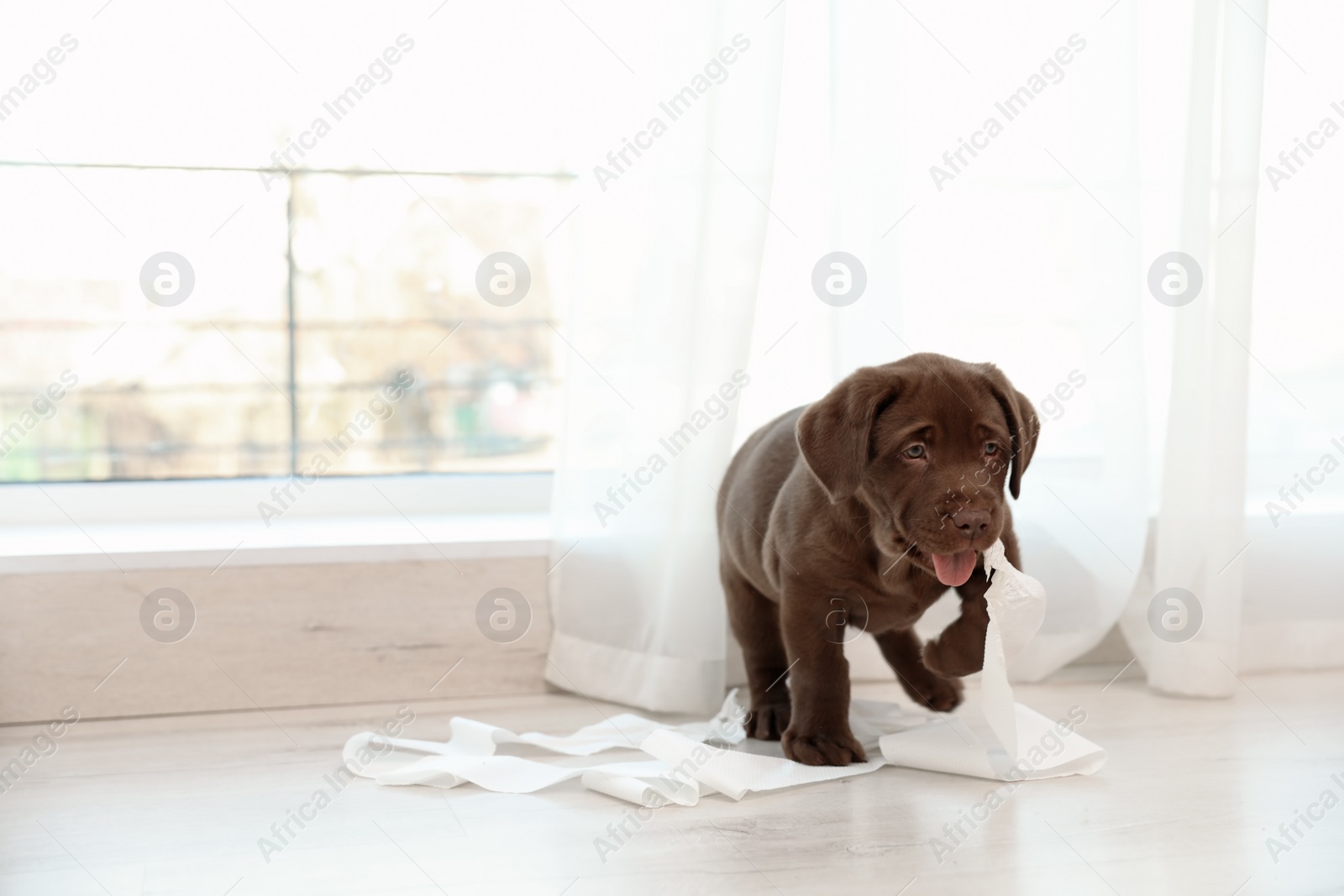 Photo of Cute chocolate Labrador Retriever puppy with torn paper indoors. Space for text