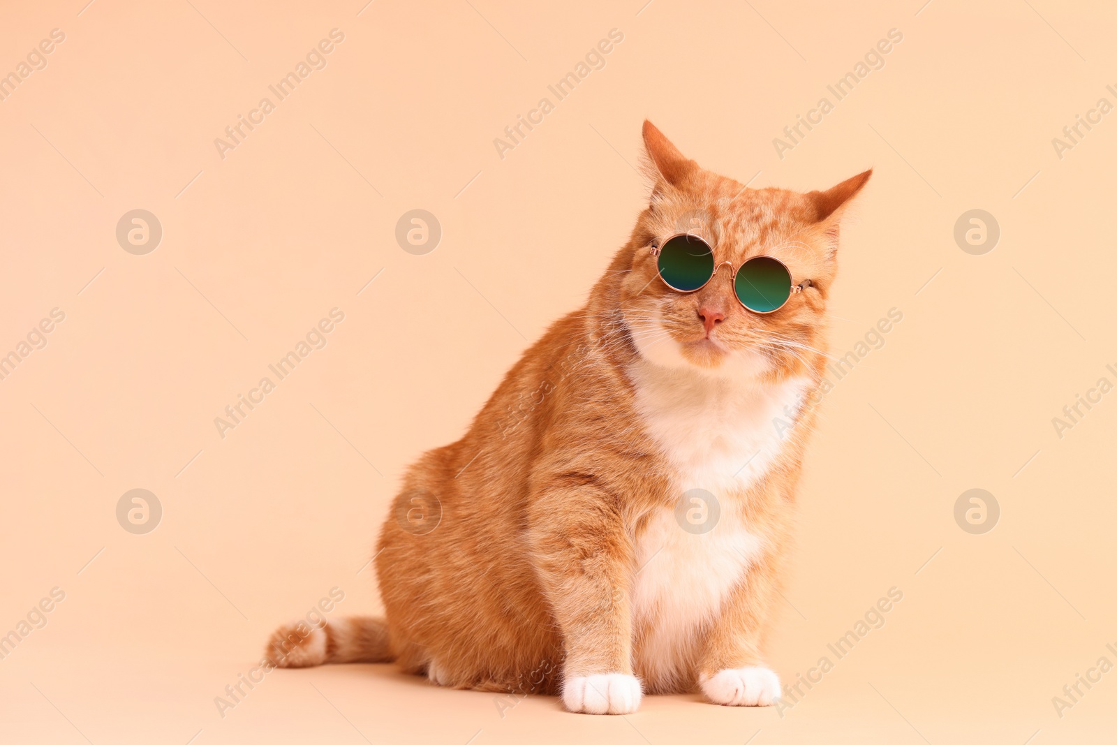 Photo of Cute ginger cat in stylish sunglasses on beige background