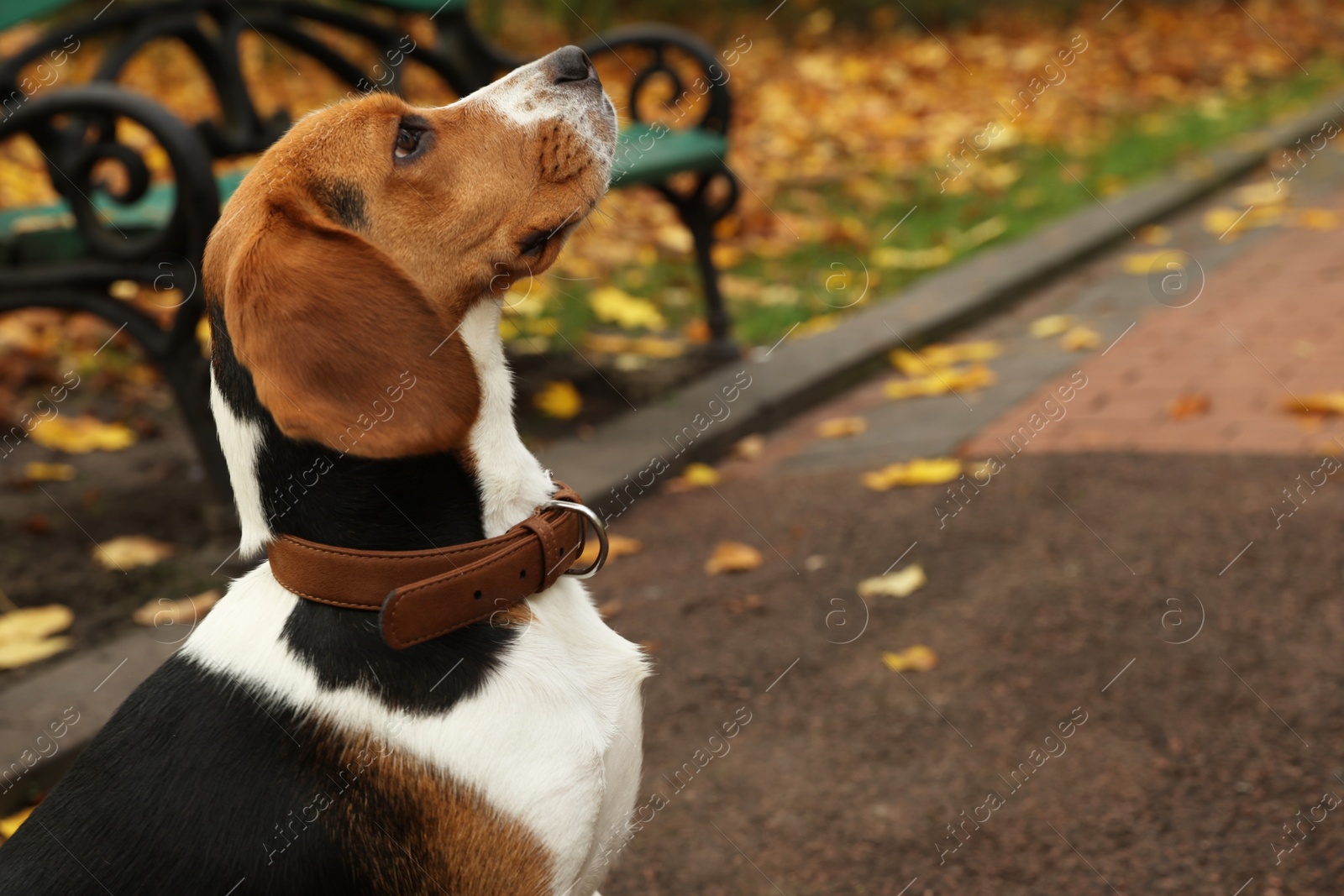 Photo of Adorable Beagle dog in stylish collar outdoors. Space for text