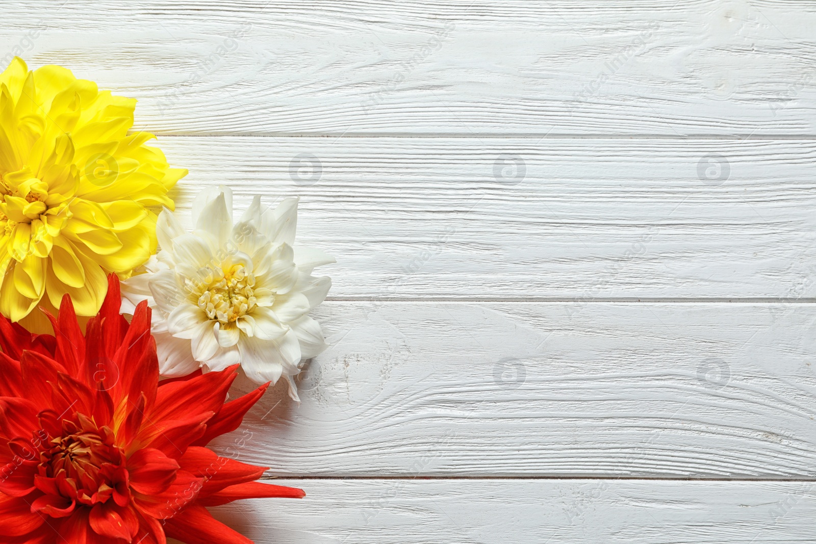 Photo of Flat lay composition with beautiful dahlia flowers and space for text on wooden background