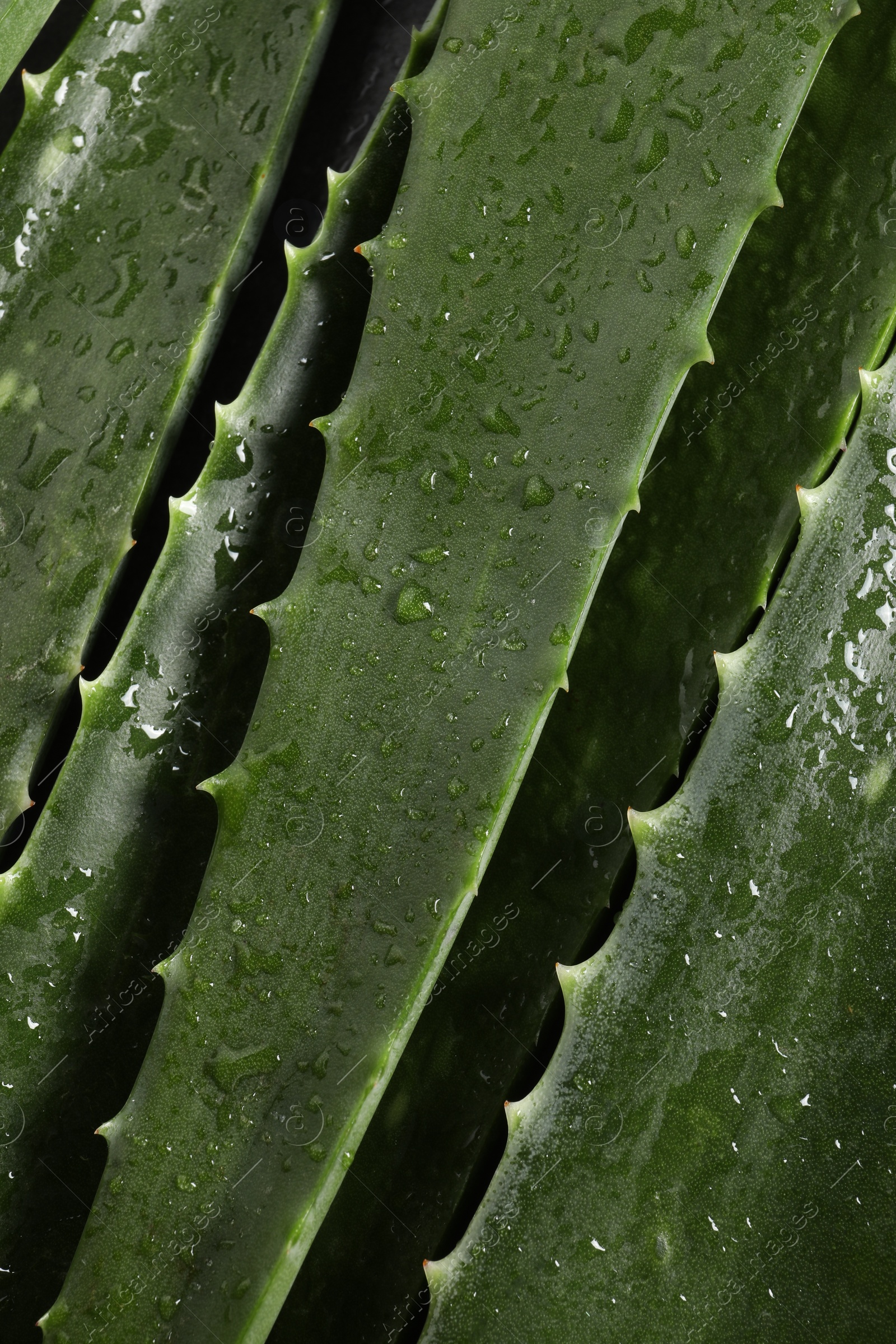 Photo of Green aloe vera leaves with water drops as background, closeup