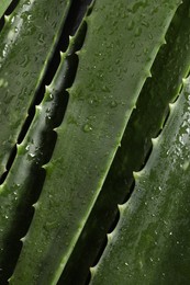 Photo of Green aloe vera leaves with water drops as background, closeup