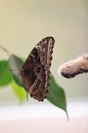 Photo of Cat touching beautiful Blue Morpho butterfly, closeup