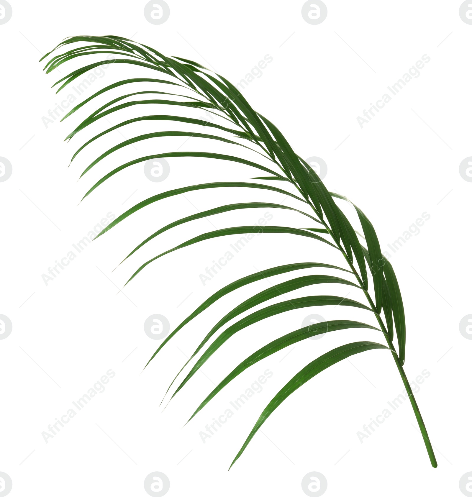 Photo of Beautiful lush tropical leaf isolated on white