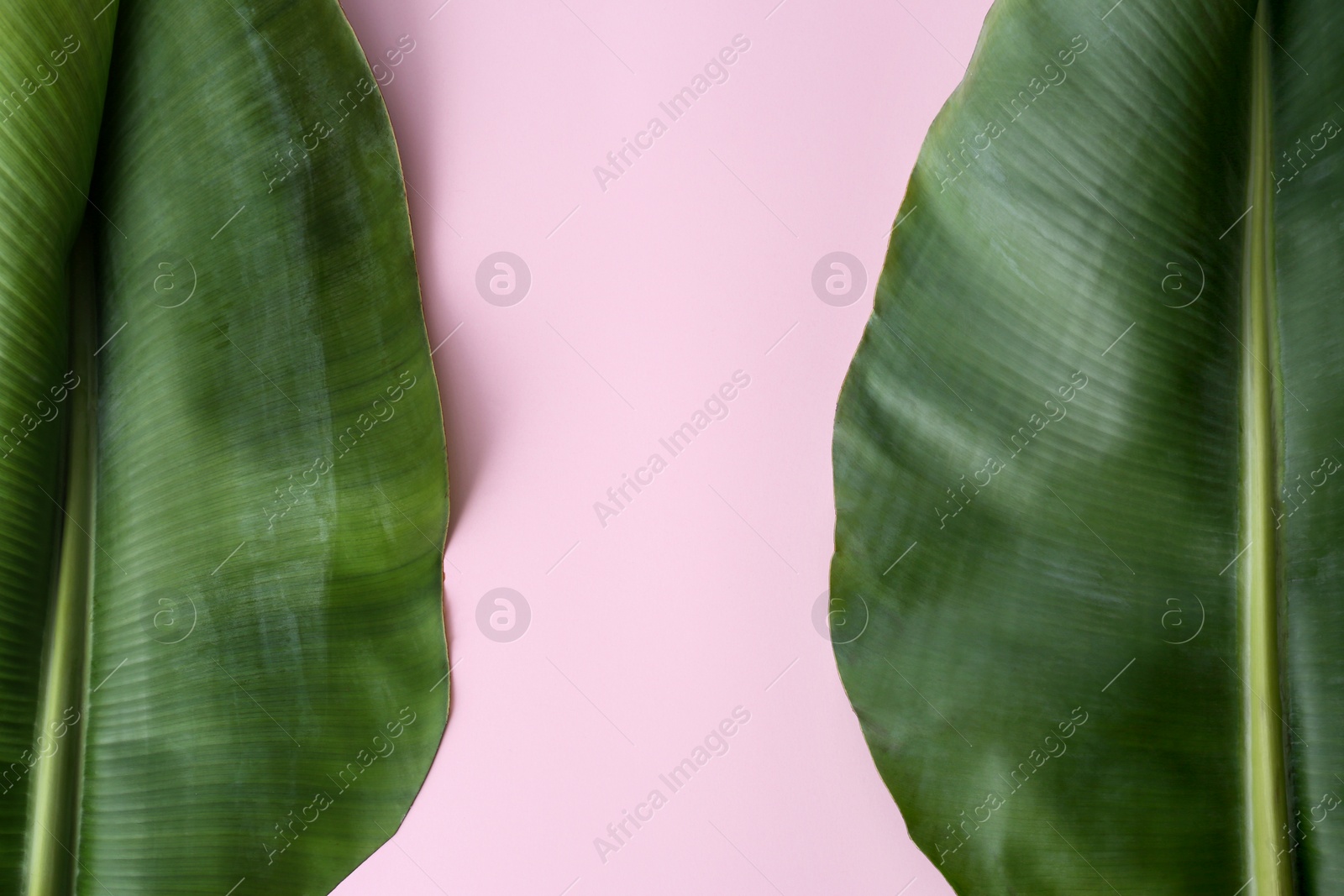 Photo of Fresh green banana leaves on color background, flat lay with space for text. Tropical foliage