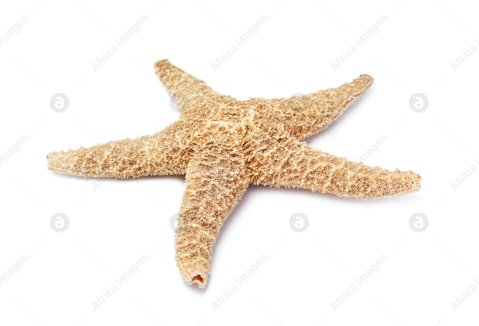 Photo of Beautiful sea star isolated on white. Beach object