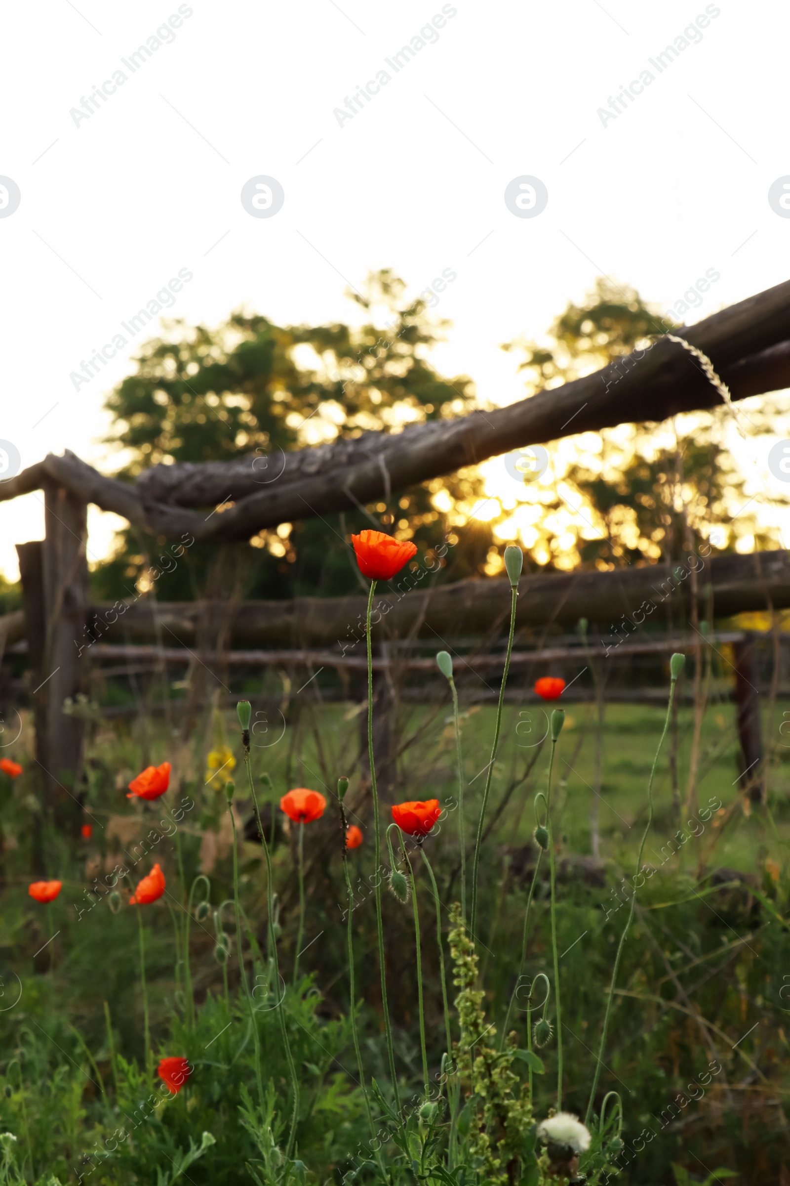 Photo of Picturesque view of countryside with wooden fence and blooming red poppies in morning