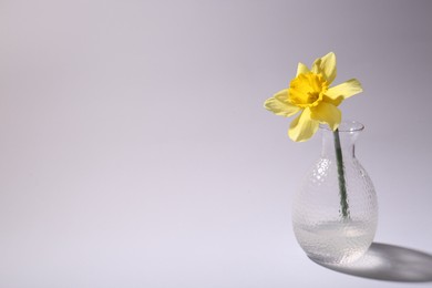 Photo of Beautiful yellow daffodil in vase on grey background, space for text