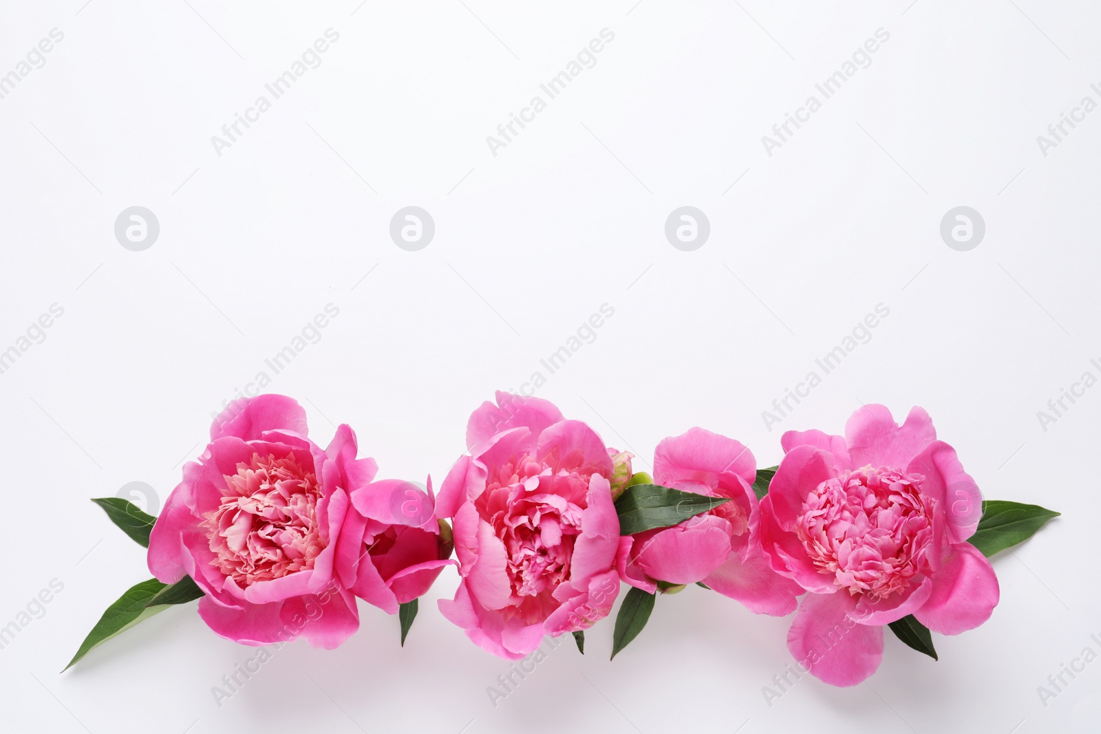 Photo of Fragrant peonies on white background, top view. Beautiful spring flowers