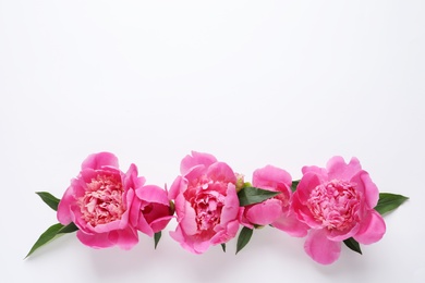 Fragrant peonies on white background, top view. Beautiful spring flowers