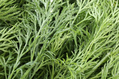 Photo of Sprigs of fresh dill with water drops as background, closeup