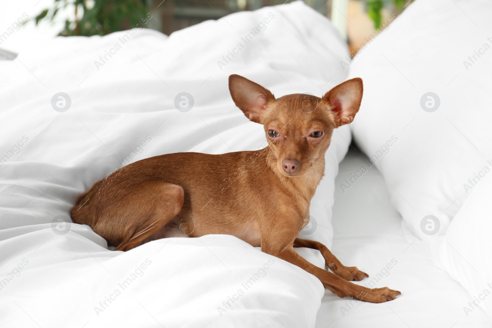 Photo of Cute toy terrier on bed. Domestic dog