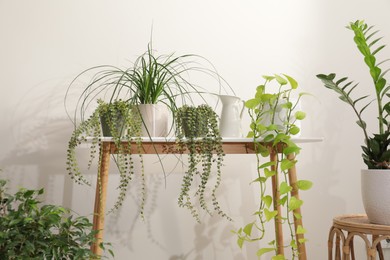 Photo of Many houseplants and vase on wooden table near white wall