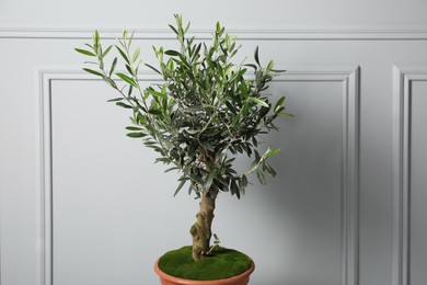 Photo of Olive tree in pot near white wall. Interior element