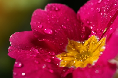 Closeup view of beautiful blooming flower with dew drops