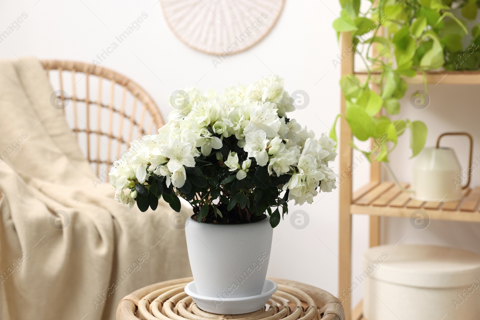 Photo of Beautiful azalea plant in flower pot on wooden table in room