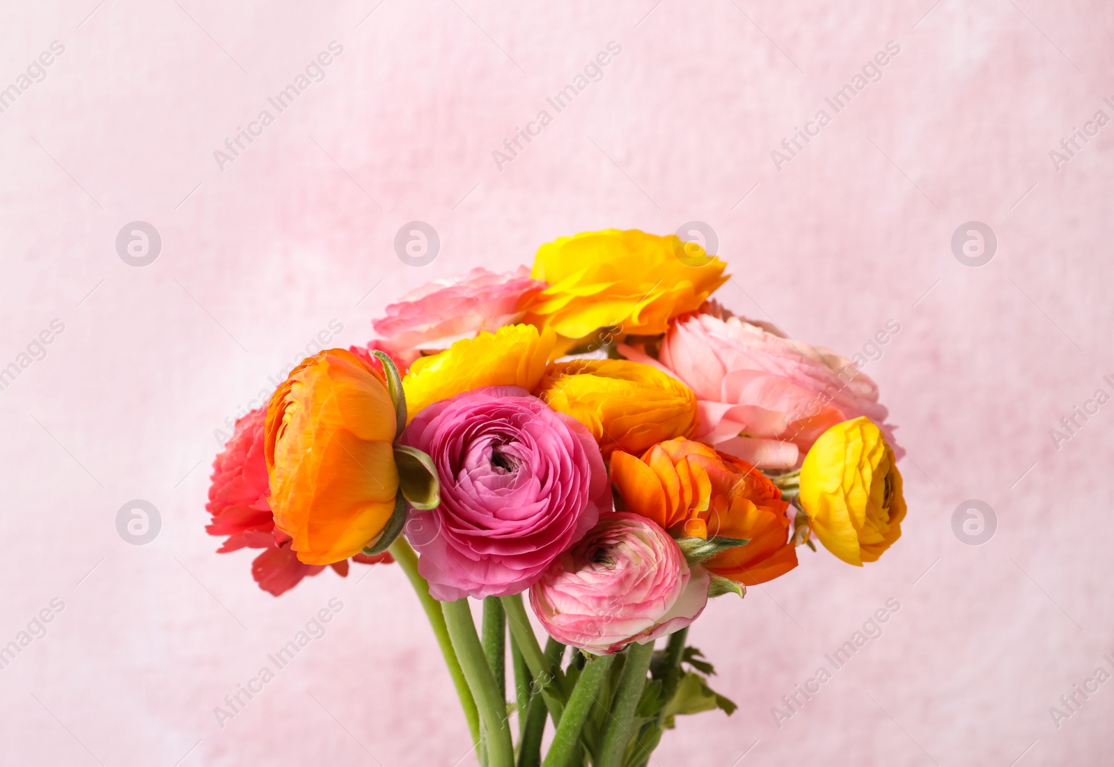 Photo of Beautiful fresh ranunculus flowers on color background