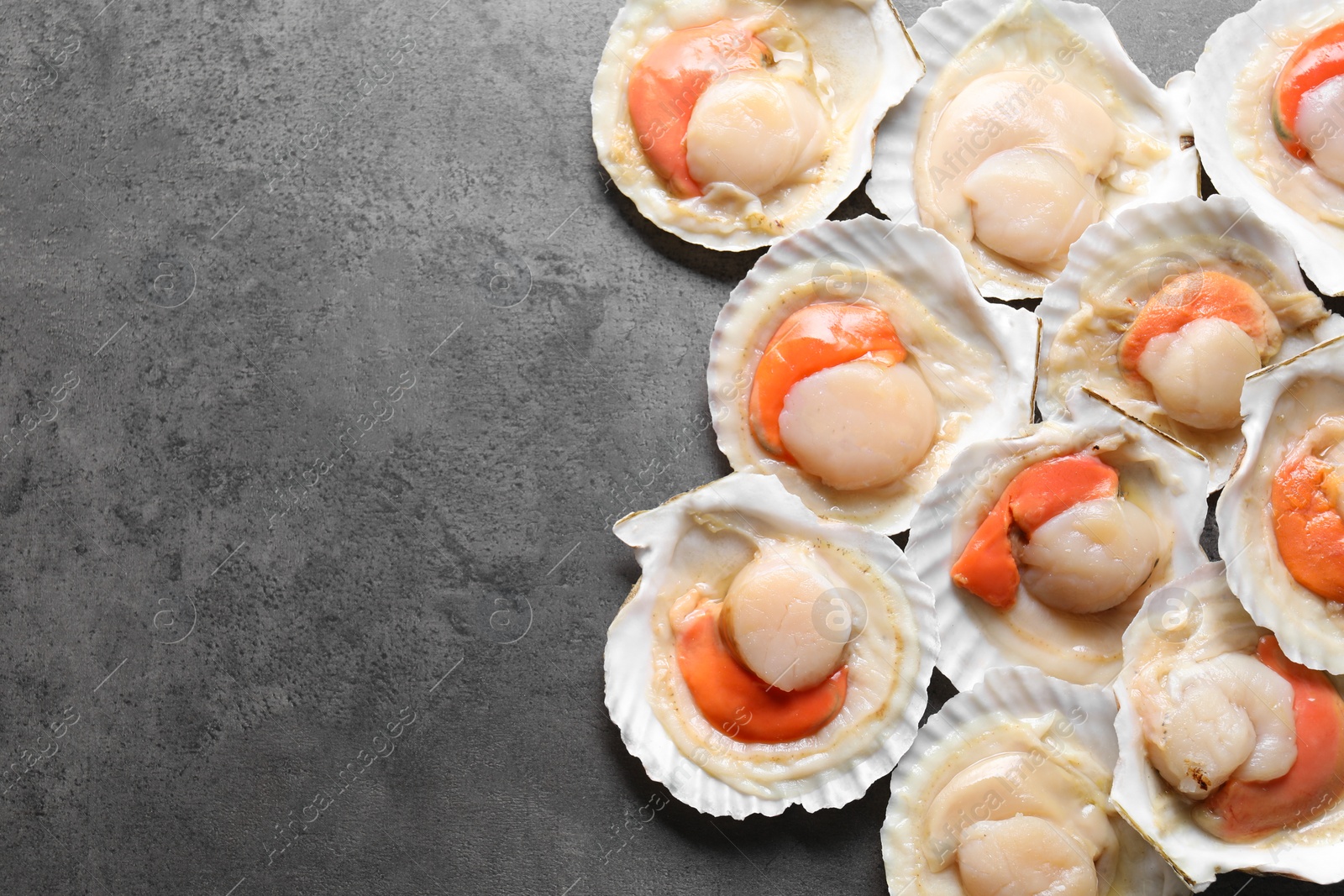 Photo of Many fresh raw scallops in shells on grey table, flat lay. Space for text