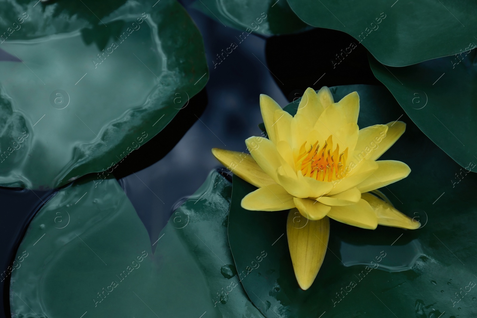 Image of Beautiful lotus and leaves on water, symbolic flower in Buddhism. Indian religion 