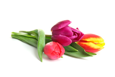 Photo of Beautiful bright spring tulips on white background