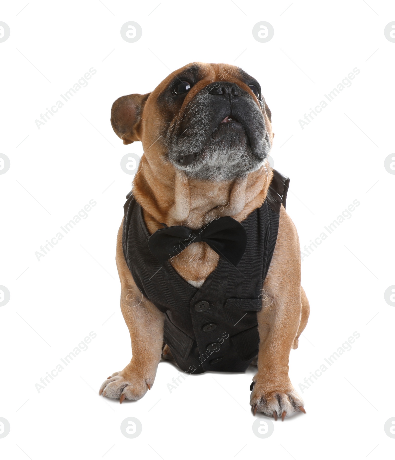 Photo of Funny French bulldog in elegant vest on white background