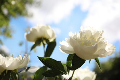 Closeup view of blooming white peony bush outdoors