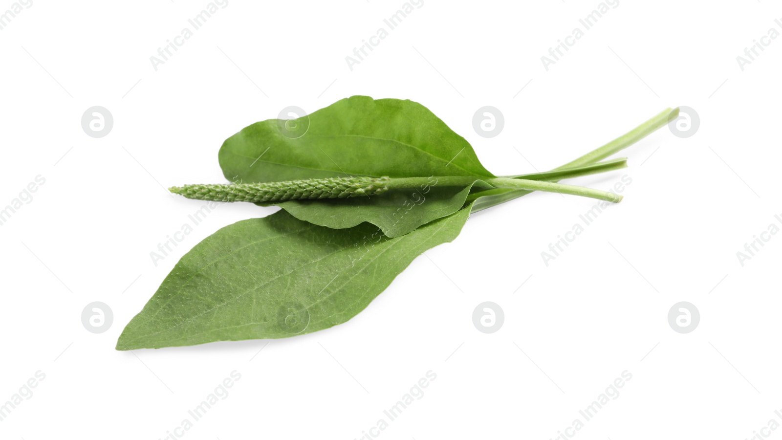 Photo of Green broadleaf plantain leaves and seeds on white background