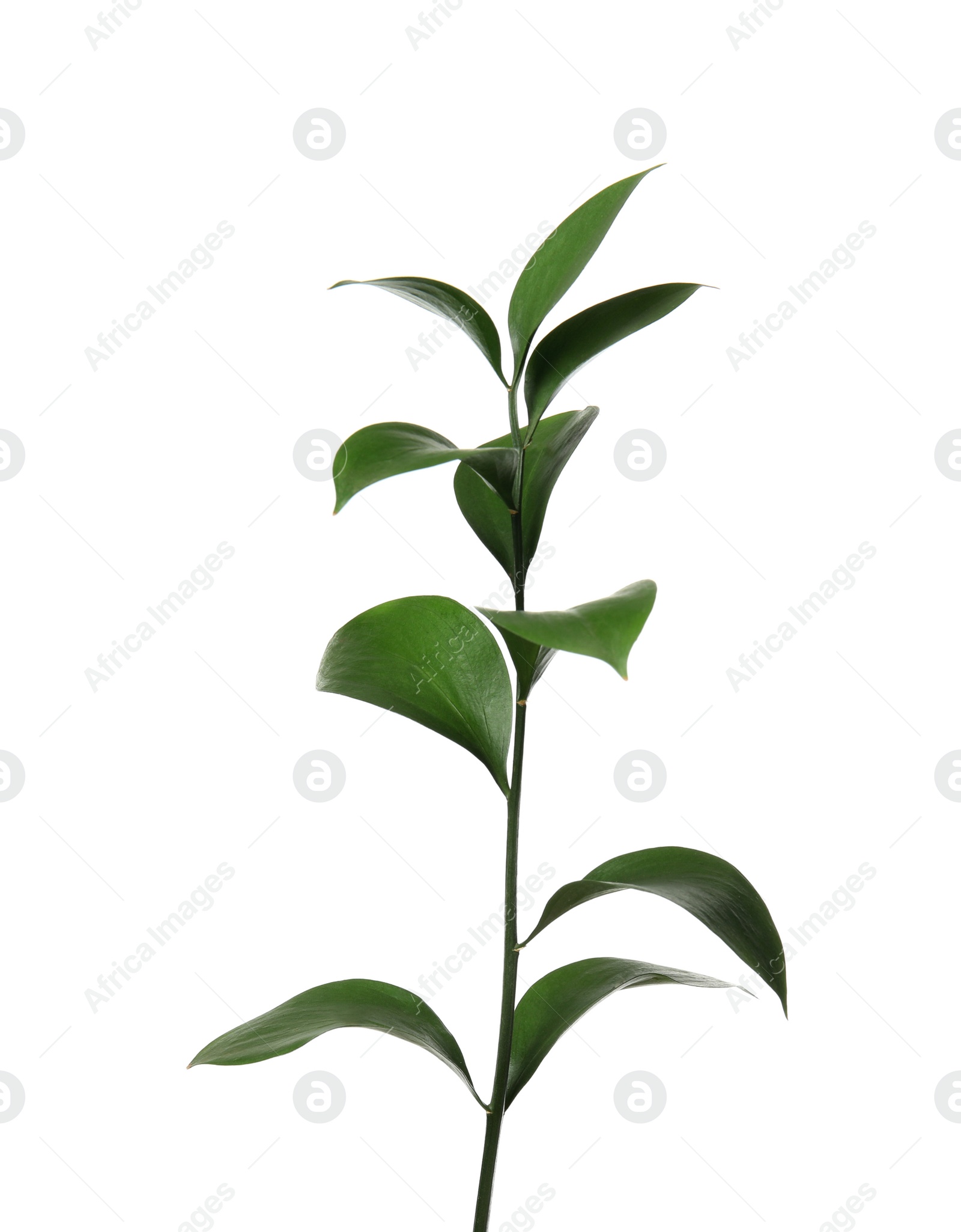 Photo of Ruscus branch with fresh green leaves on white background